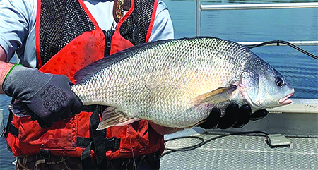 Viral hemorrhagic septicemia the culprit in Michigan’s Lake Macatawa fish kill – Outdoor News