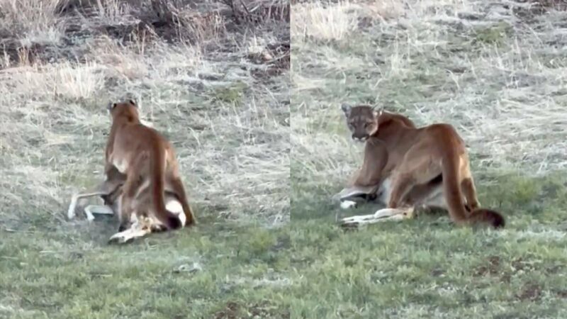 Watch a Mountain Lion Drag Its Prey Through a Colorado Backyard