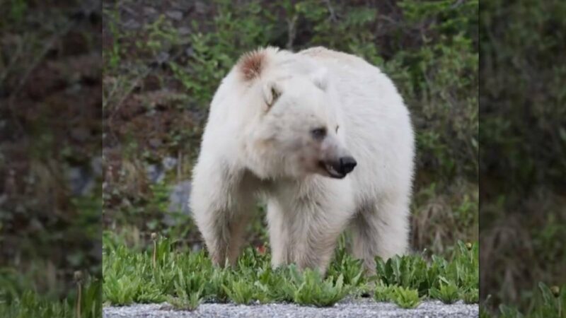 White Grizzly Bear and Other Rare Animals Attract ‘Wildlife Paparazzi’