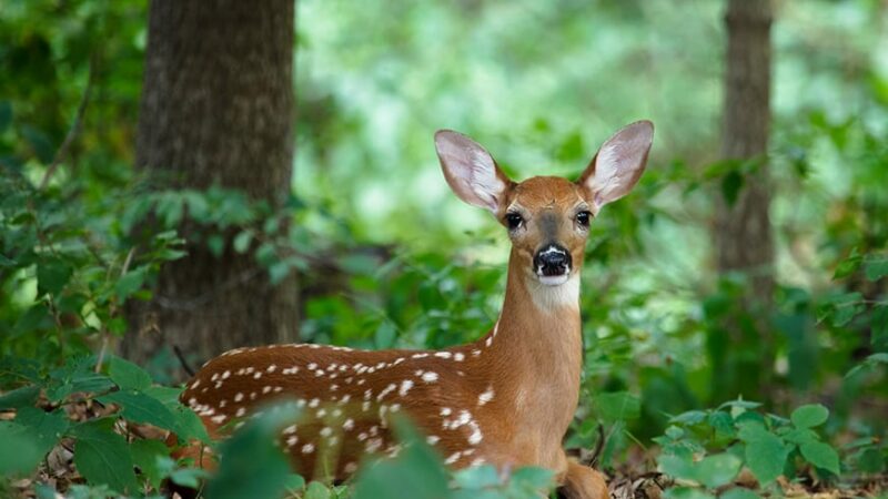 Whitetail fawning season means deer are on the move, public reminded to leave fawns alone – Outdoor News