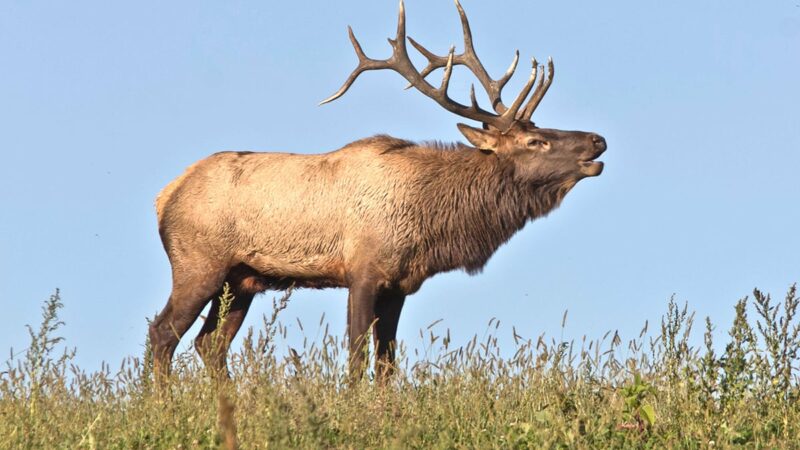 WI Daily Update: Apply now for the 2024 elk-hunting season – Outdoor News