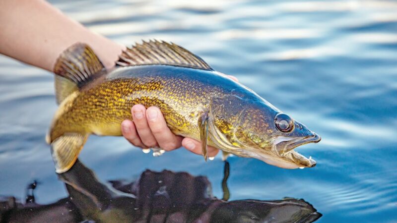 WI Daily Update: Bust out the spinners earlier than usual this year for walleyes – Outdoor News