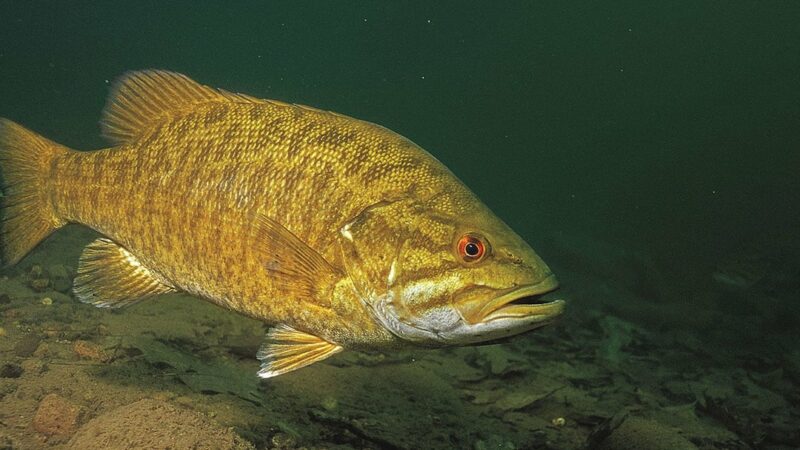 WI Daily Update: Here’s how to catch river smallmouth right now – Outdoor News