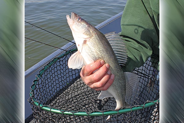 WI Daily Update: Using the ringworm to catch big walleyes on rivers – Outdoor News