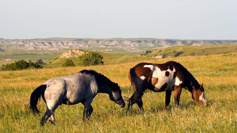 Wild horses will remain in North Dakota’s Theodore Roosevelt National Park – Outdoor News