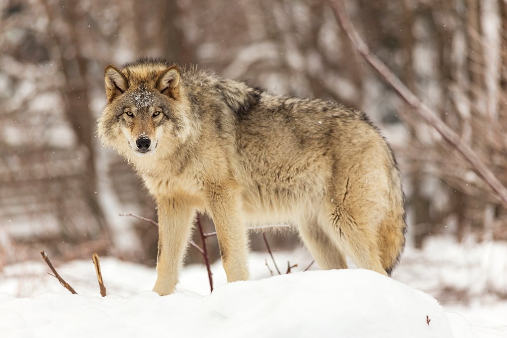 Wisconsin judge dismisses lawsuit challenging state’s new wolf