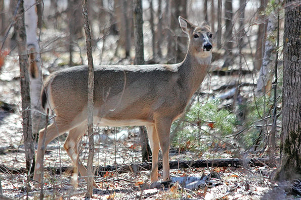 Wisconsin’s Washburn, Sawyer County Deer Advisory Councils lower antlerless quotas – Outdoor News