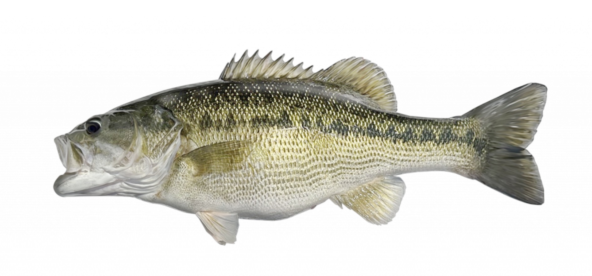 Alabama bass are not spotted bass.