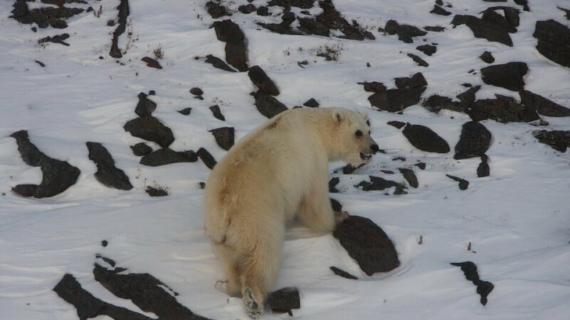 8 ‘Grolar’ Bears Exist: Survey Explores Grizzly-Polar Bear Hybrids