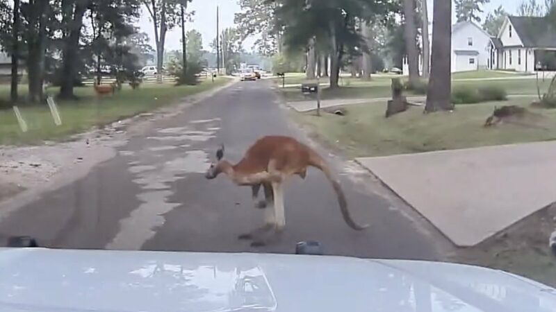 A ‘Freakin’ Kangaroo’ Crosses the Road . . . in Texas