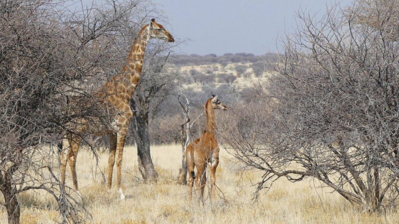 A Spotless Giraffe? They’re Rare, But They Exist