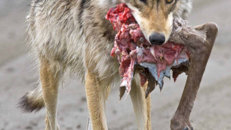 Alaska Officials Kill 81 Bears, 14 Wolves to Help Caribou Calves