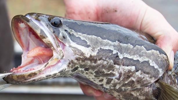 Another invasive northern snakehead landed by Missouri fisherman – Outdoor News