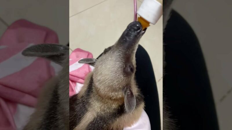 Baby Anteater Drinks From a Bottle at a Costa Rica Rescue Center