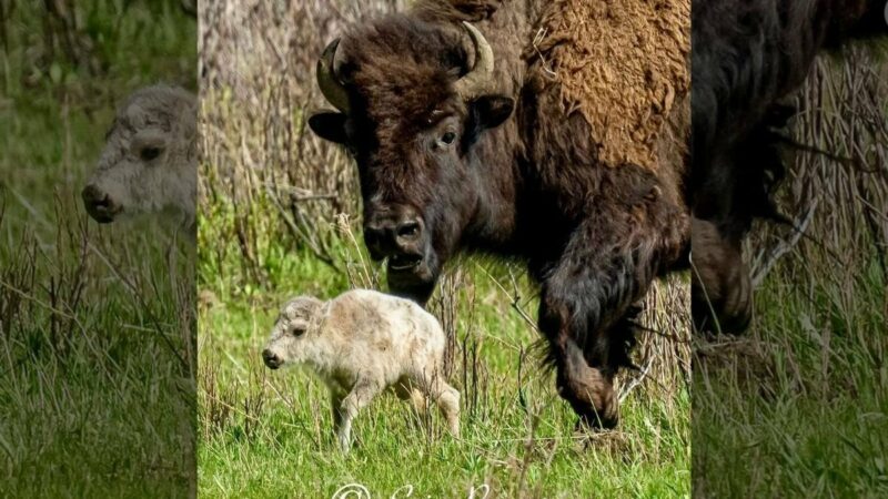 Beautiful White Bison Born in Yellowstone National Park