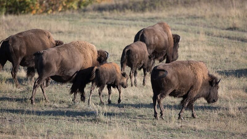 Beyond Minnesota: Rare white buffalo calf reported in Yellowstone – Outdoor News