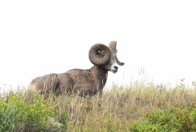 Bighorn sheep population trending upward in North Dakota – Outdoor News