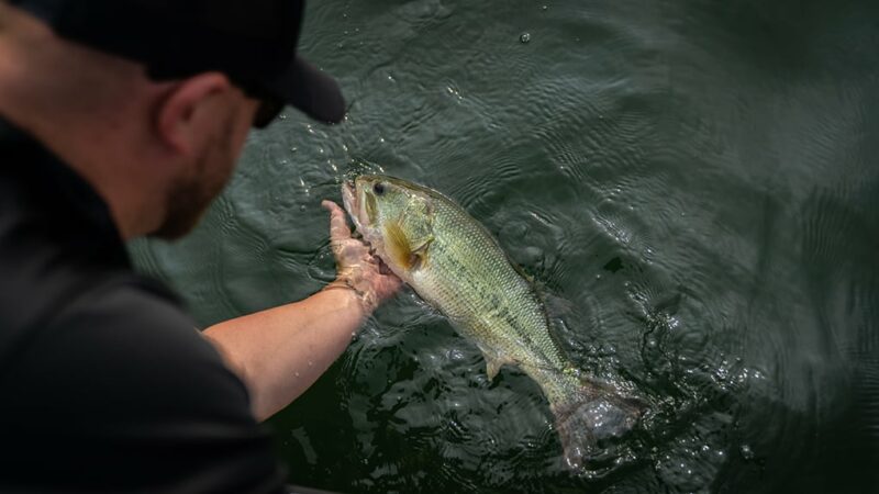 Black bass making headlines in New York with official opener nearing – Outdoor News