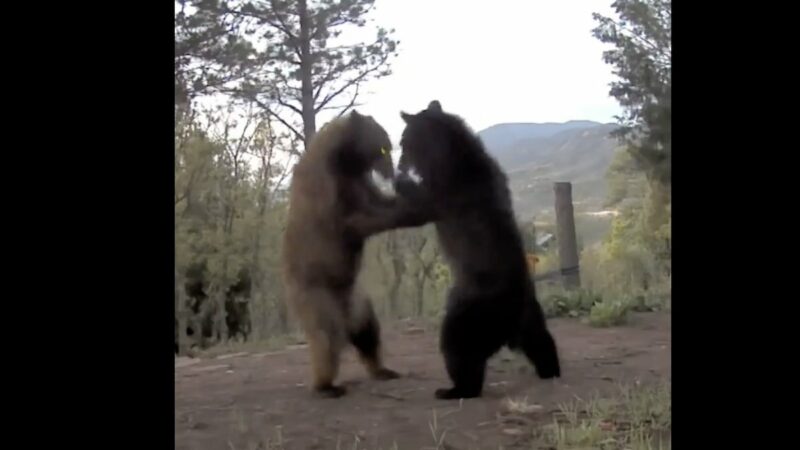 Black Bear vs. Black Bear Caught on Trail Cam in Colorado