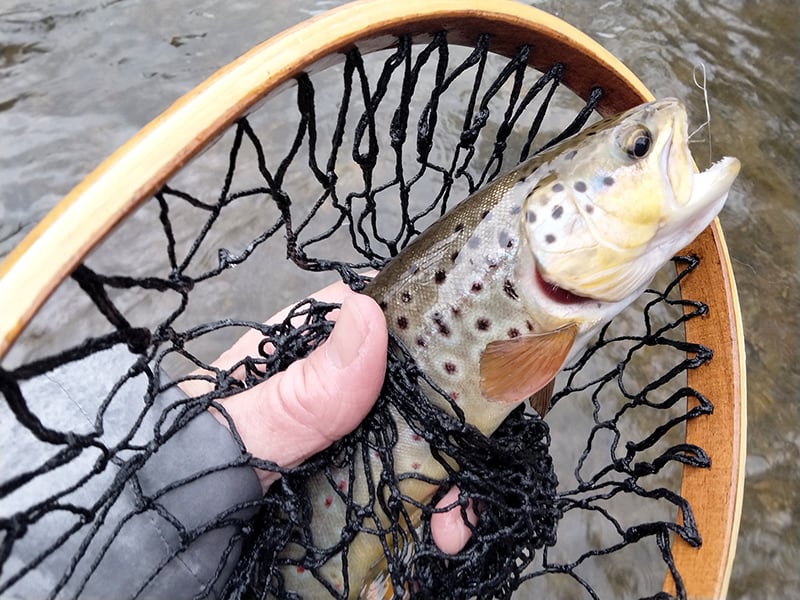 Blue-winged olives entice trout to feed all season long on Michigan ...