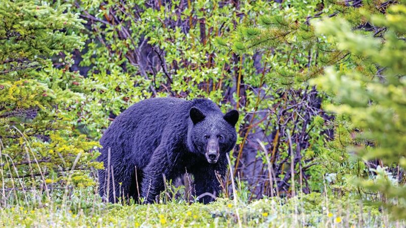 Bob Zink: Post-party illnesses a reminder of how to cook bear meat – Outdoor News