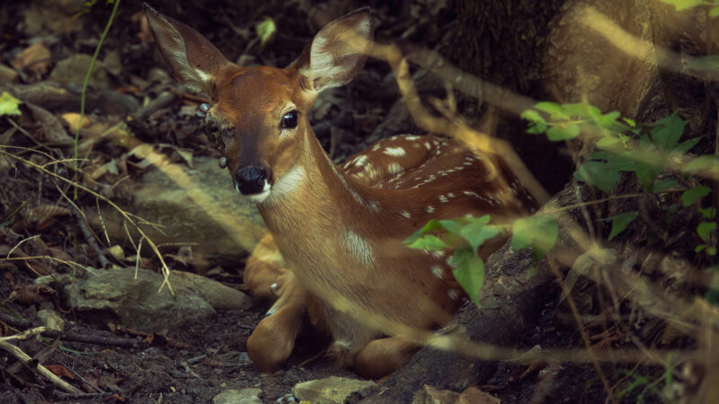 Can Ticks Kill Fawns? As Ticks Get Worse, More Fawns Could End Up Like This Missouri Deer