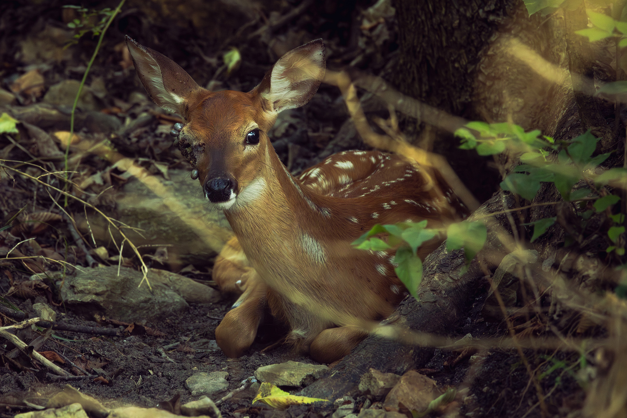 A whitetail fawn bedded in a dry creek bed, with ticks all over its right eye.