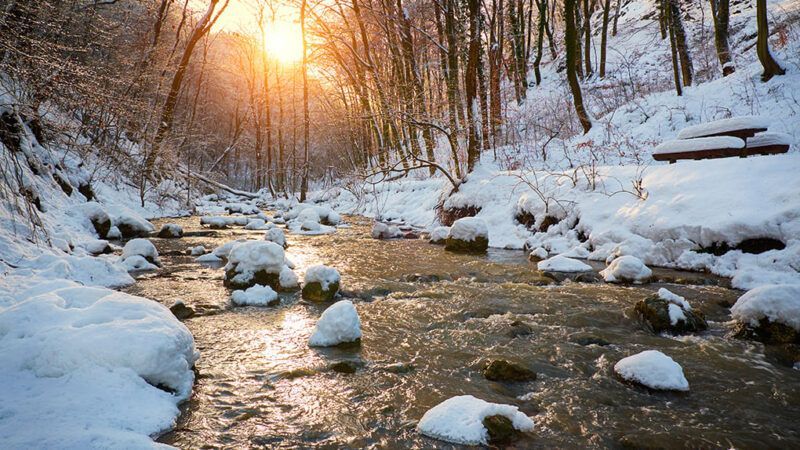 Commentary: Trees across Pennsylvania streams makes enjoying these waters difficult – Outdoor News