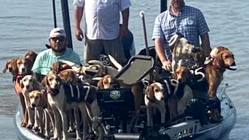 Crappie Fishermen Save 38 Dogs from Drowning in Mississippi’s Grenada Lake