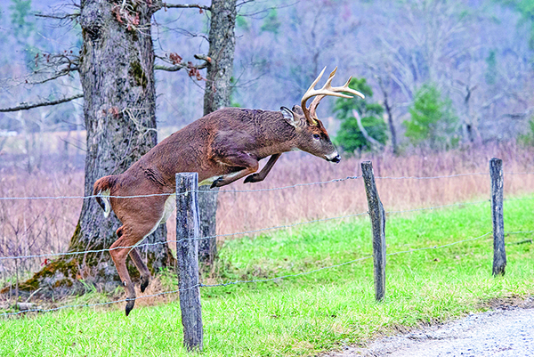 CWD rates in Pennsylvania’s south-central counties nearing that of hardest-hit areas of the country – Outdoor News