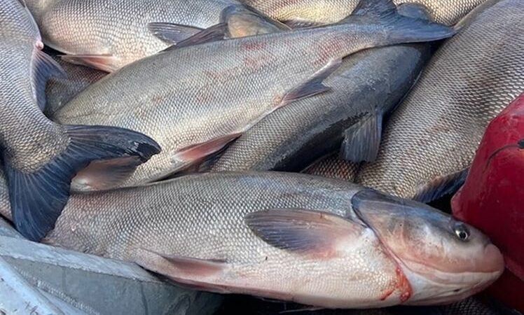 Deadline nearing for Illinois to sign on to project designed to keep invasive carp out of Lake Michigan – Outdoor News