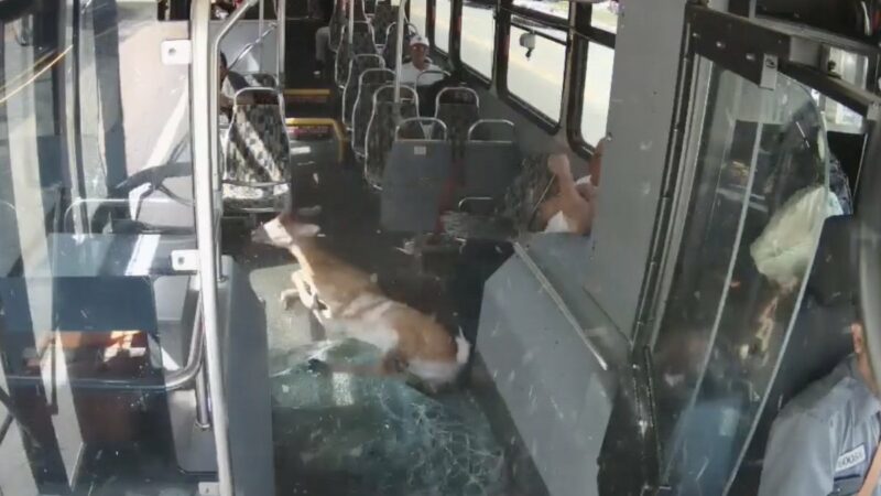 Deer Leaps Through Bus Windshield, Shocking Everyone