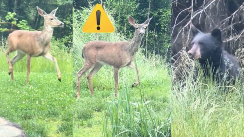 Did This Deer Warn Humans that a Bear Was Coming? Decide for Yourself.