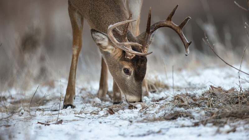 DNR launches 3-year deer research project in northeastern Minnesota – Outdoor News