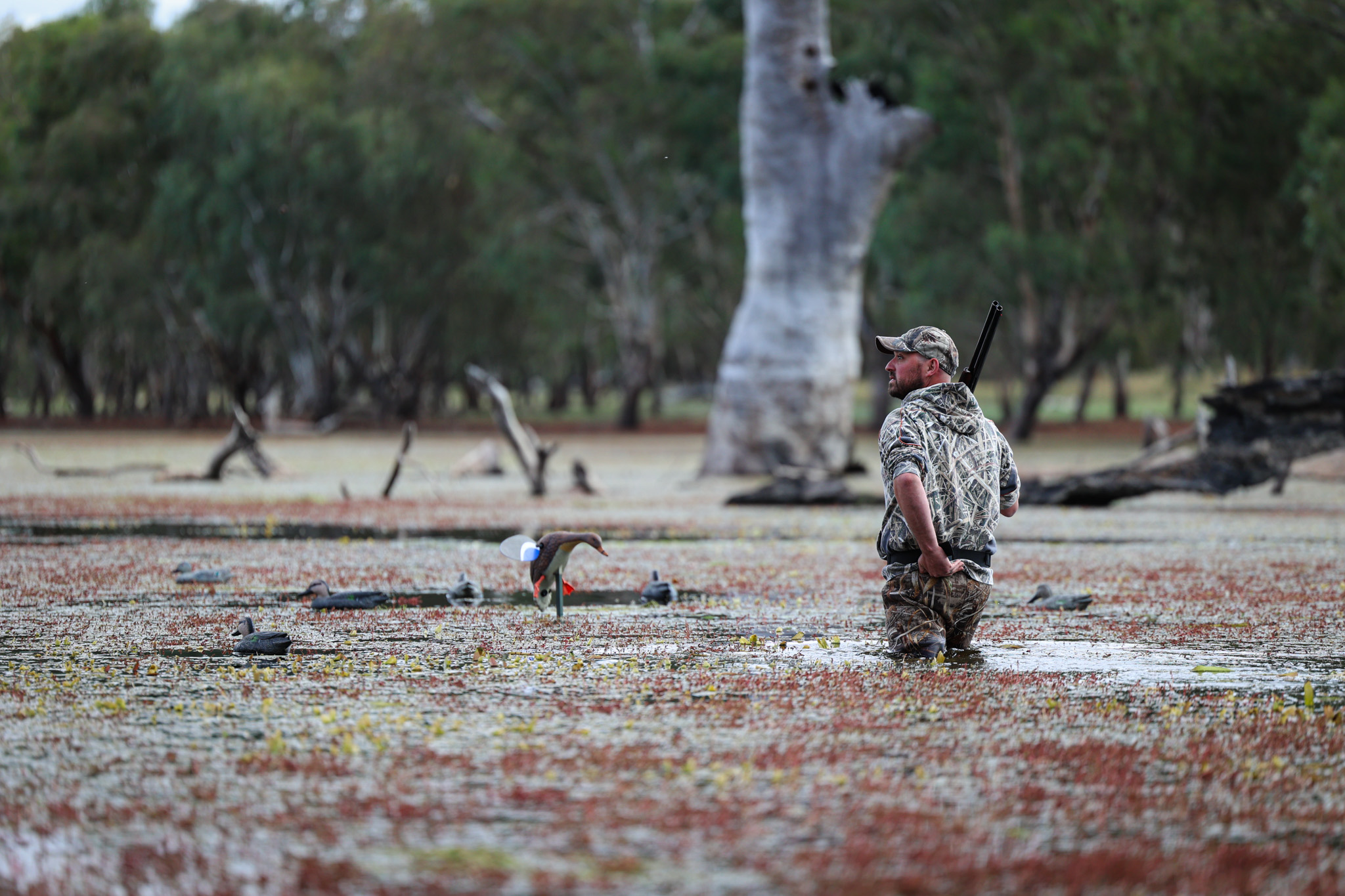 A duck hunter looks at the sky as he walks to adjust the decoys.