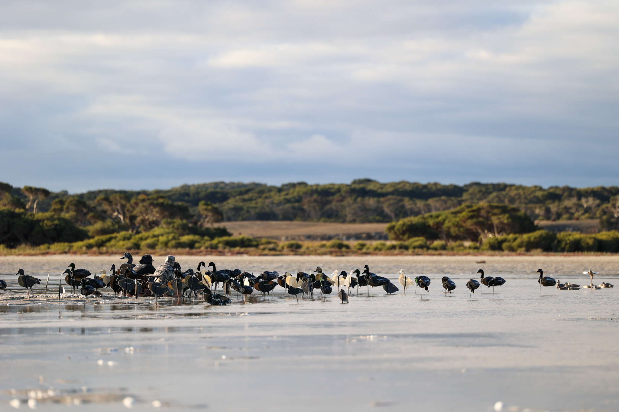 Duck hunting spread in South Australia.
