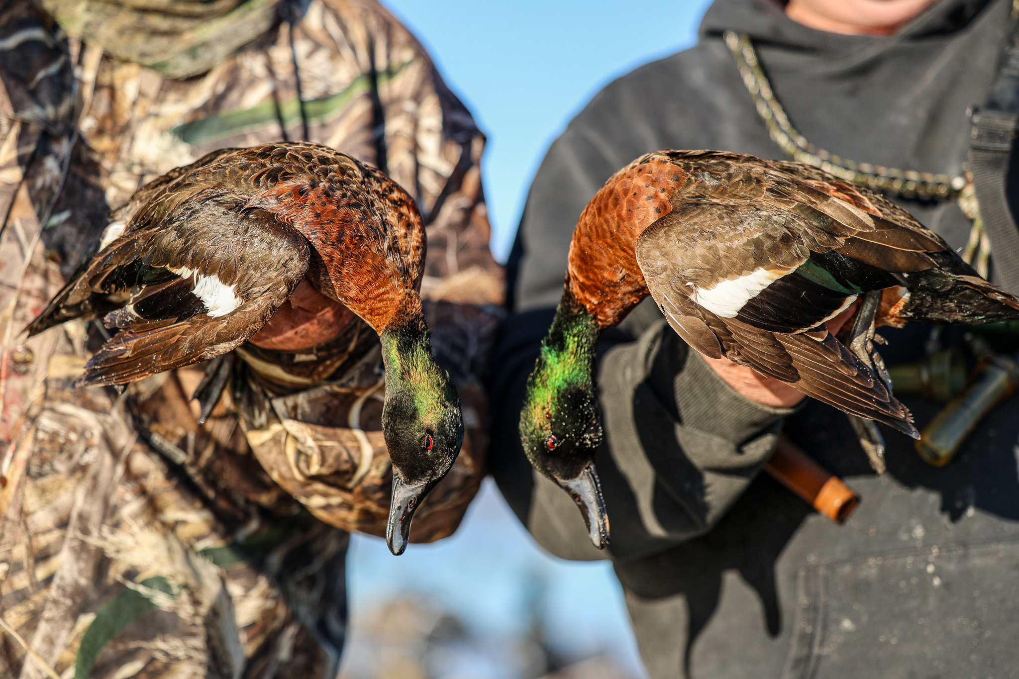 Duck hunters hold chestnut teal.