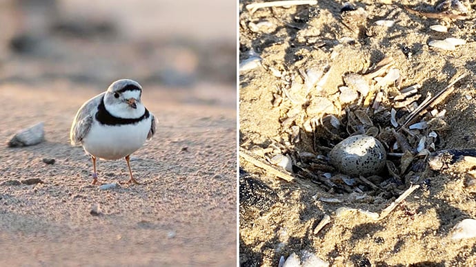 Egg of endangered piping plover found at Montrose Beach in Chicago – Outdoor News