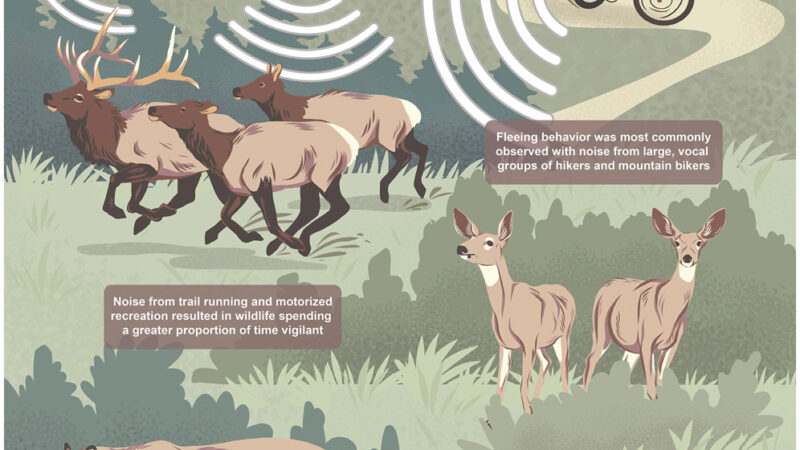Elk and Deer Are More Pressured by Noisy Hikers Than Four-Wheelers, Study Finds