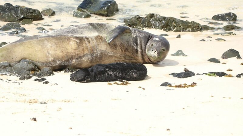 Endangered Monk Seal Pup Born in Hawaii. Will Humans Give It Space?