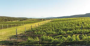 At Faith Hope & Charity Vineyards, grapes ripen in the sun within view of the Three Sisters mountains.