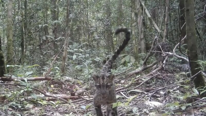 ‘Extraordinary’ Footage of Endangered Bornean Clouded Leopard Family