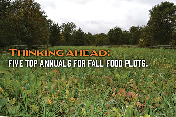 Five annual food plots to plant now so you can reap the benefits this fall – Outdoor News