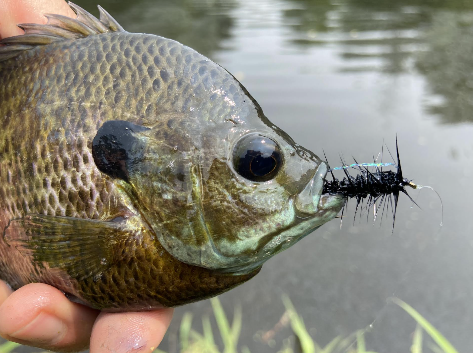 fly fishing for bluegills