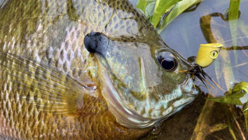 Fly Fishing for Bluegills: A Guide to the Easiest Bite of Summer