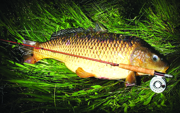 Fly-fishing for carp on Pennsylvania’s lower Shenango River? It’s fantastic fun – Outdoor News