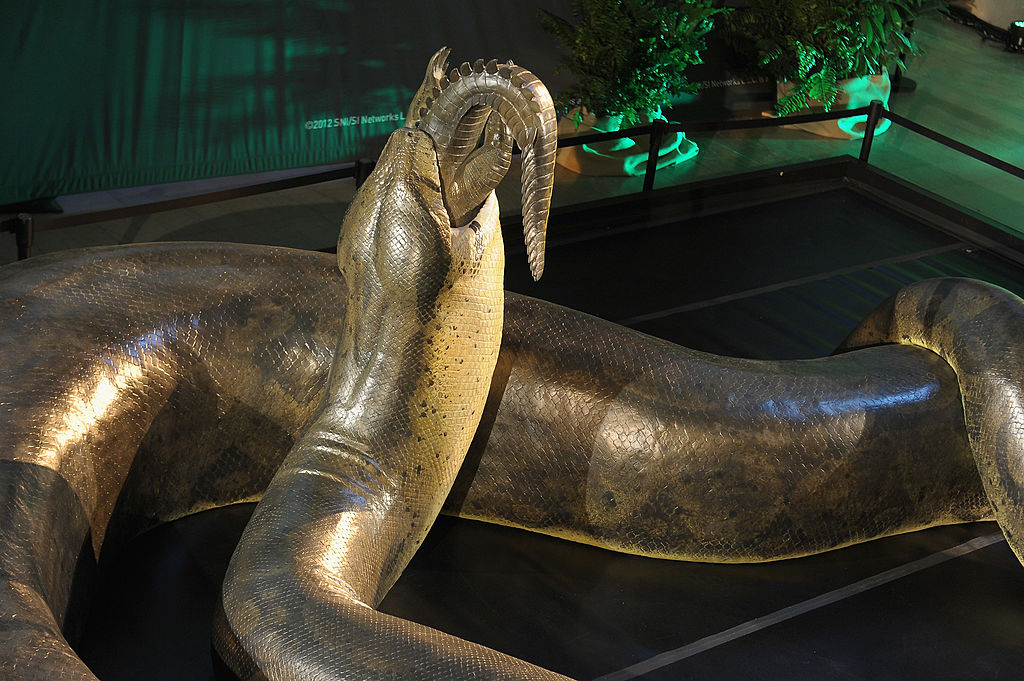 NEW YORK, NY - MARCH 23: General view of a replica of the prehistoric Titanoboa, the largest snake to ever live, on display at Grand Central Terminal on March 23, 2012 in New York City. (Photo by Michael Loccisano/Getty Images)