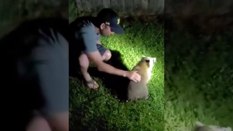 Good Samaritan Saves Choking Raccoon in Viral Video