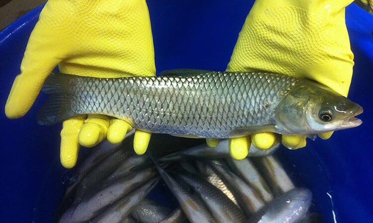 Grass carp spawning for first time in Central Basin of Lake Erie – Outdoor News