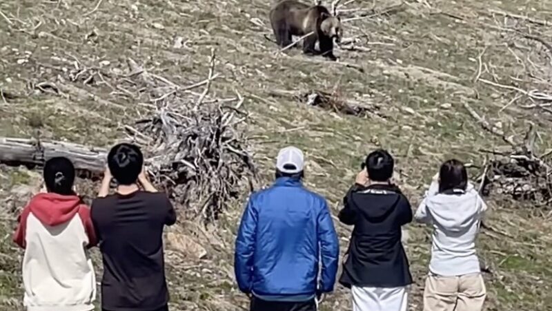 Here’s What ‘Too Close to a Grizzly Bear’ Looks Like (Don’t Do This)
